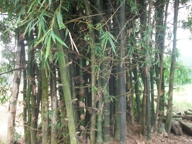 刺斑竹