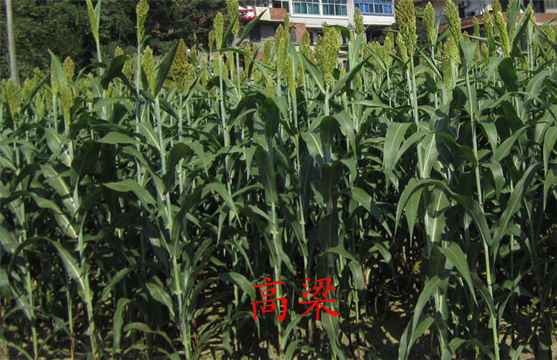 山区16.jpg
