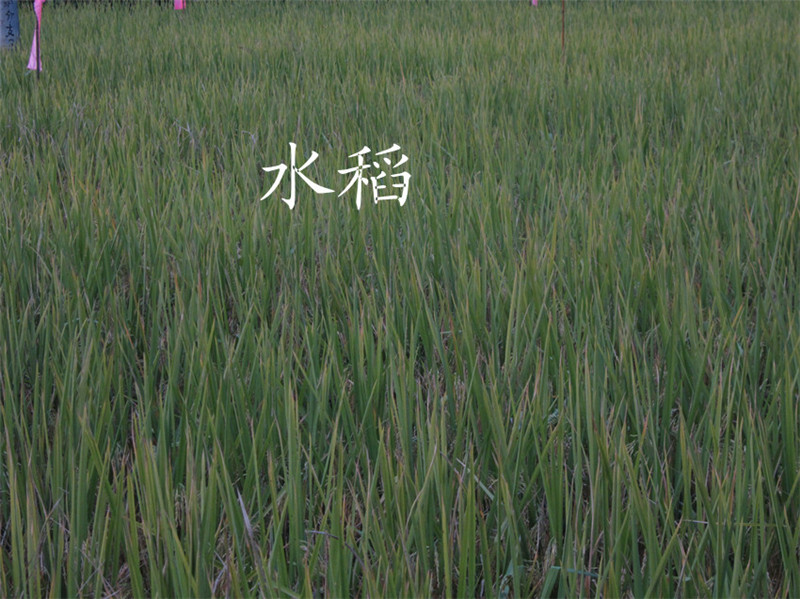 山区35.jpg