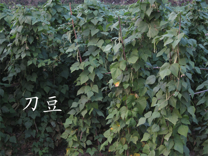 山区43.jpg
