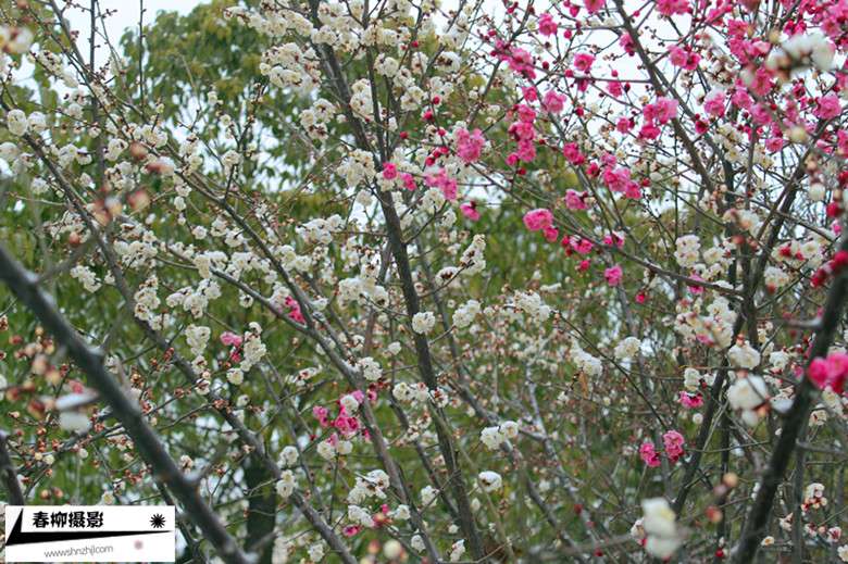 IMG_1155_副本.jpg