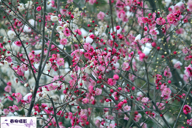 IMG_1294_副本.jpg
