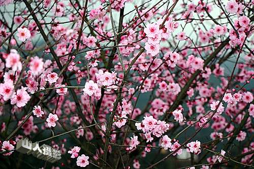 IMG_9137_副本.jpg