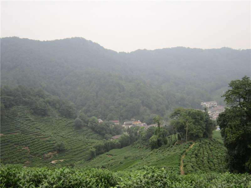 龙井村08.jpg