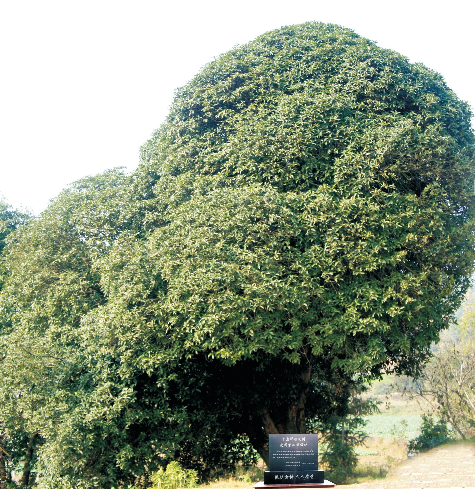 桂花树1.jpg