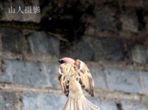 看，麻雀
