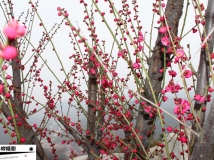 梅花