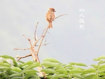荷叶杯第一体 · 起早