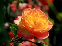 月季花