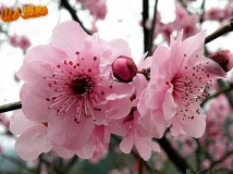 赏梅