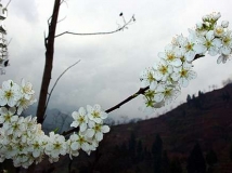 惊蛰来   李花开