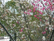 瑞雪兆丰年
